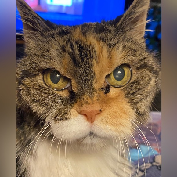 RIP My Precious AngelโฆMama Kitty 11/15/23 - 18 yrs - Picture 4 of 4